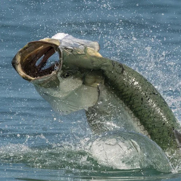 The Tarpon Combo Paddletail Pack
