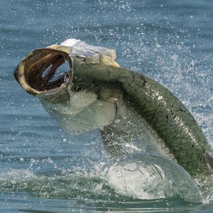 The Tarpon Combo Paddletail Pack