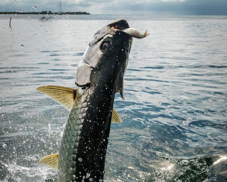 The Tarpon Combo Paddletail Pack