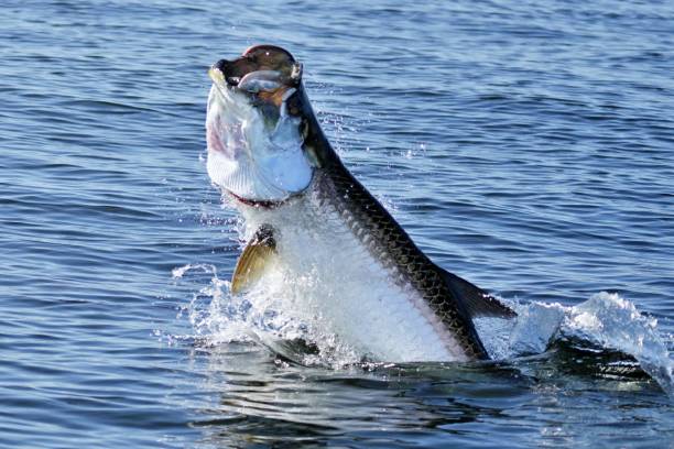 The Tarpon Combo Paddletail Pack