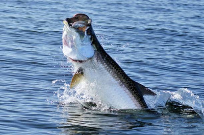 The Tarpon Combo Paddletail Pack